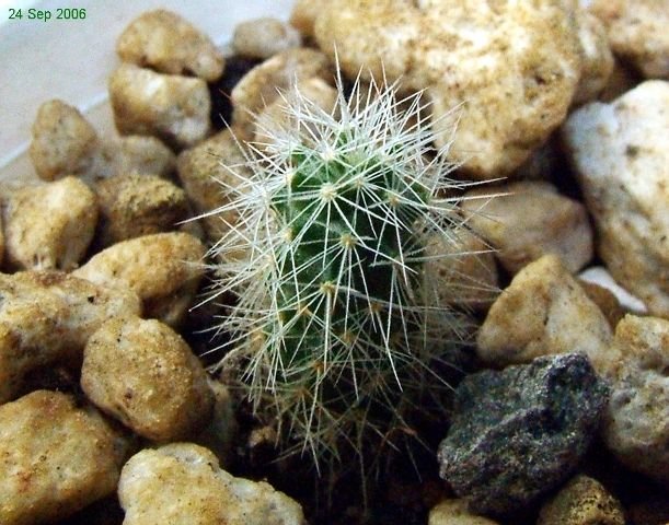 Mammillaria _wrightii _ssp.wilcoxii _15